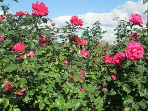 Every kind act blooms like a rose