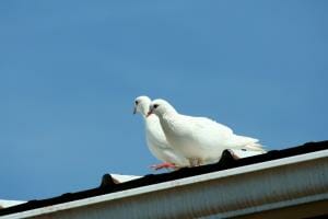 Showing a dove's kind spirit