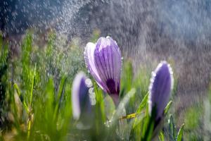 Showing kindness in full bloom
